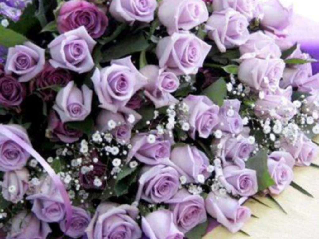 Flowers Purple Roses Free High Quality Backgrounds Pictures