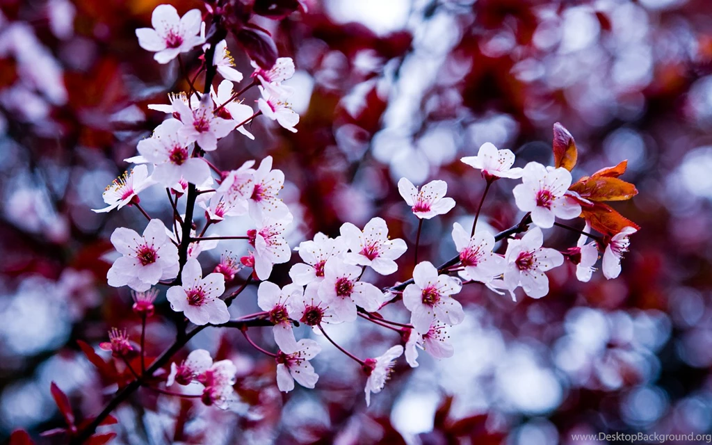 Tumblr Wallpapers