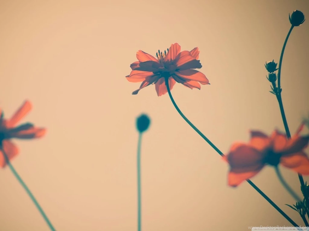 Flowers Tumblr HD Desktop Wallpapers : Widescreen : High Definition ...