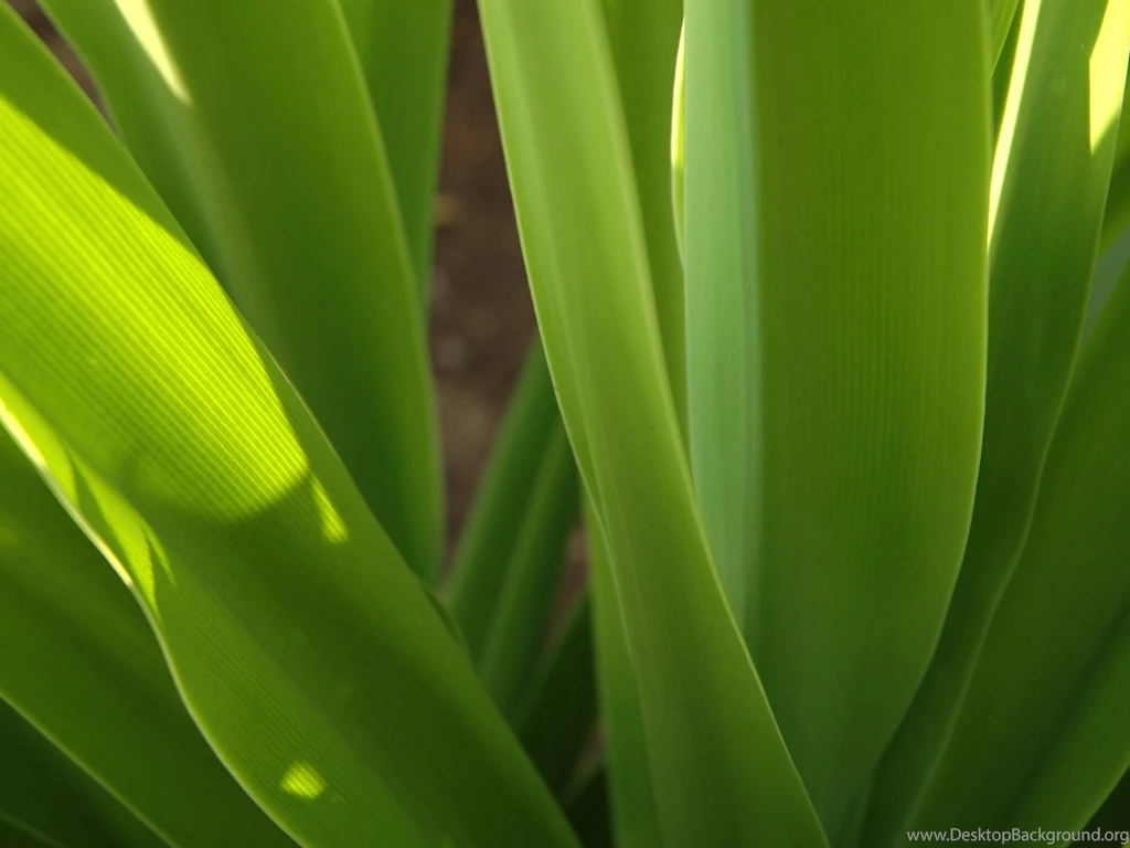 Grass Leaves Close Up Desktop Wallpapers