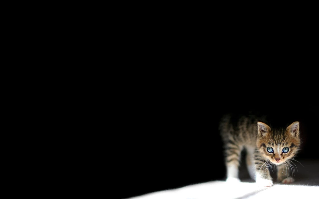 Cat wallpaper background 1417 wallpapers Cute Cat Wallpapers
