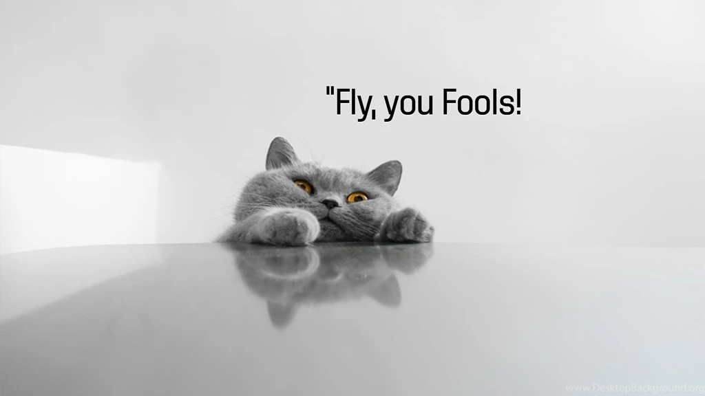 Funny Wallpapers Hd Images Photos FynnEXP