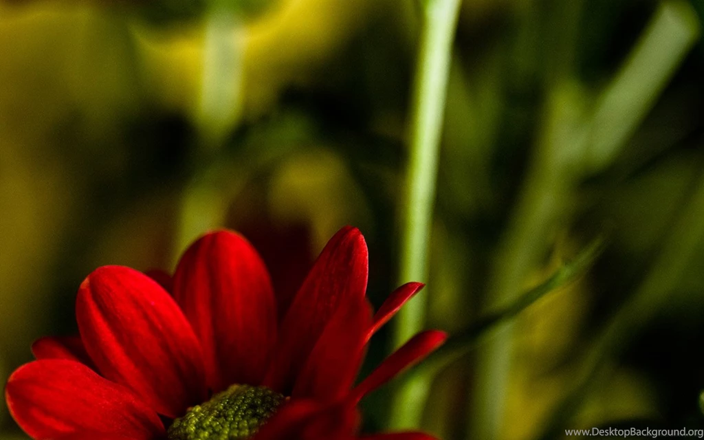 Photography – Desktop Wallpapers