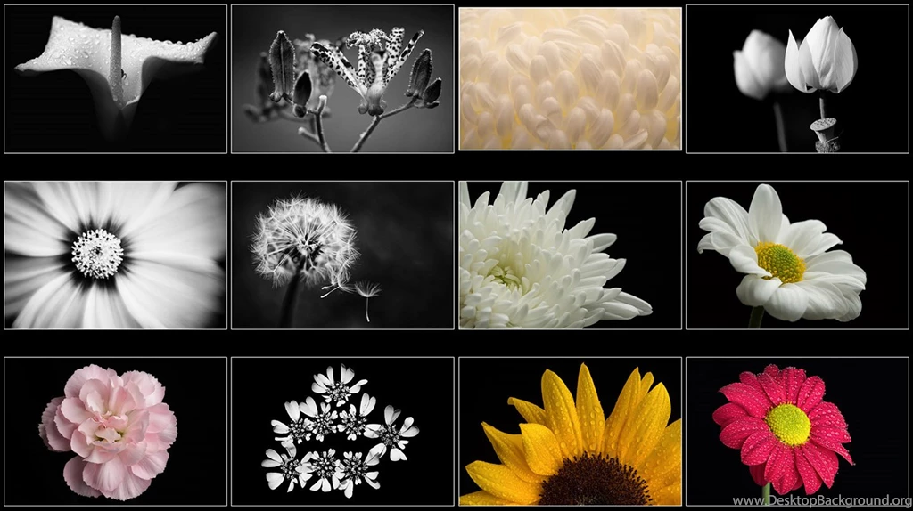 High Resolution Desktop Wallpapers • Martin Bailey Photography