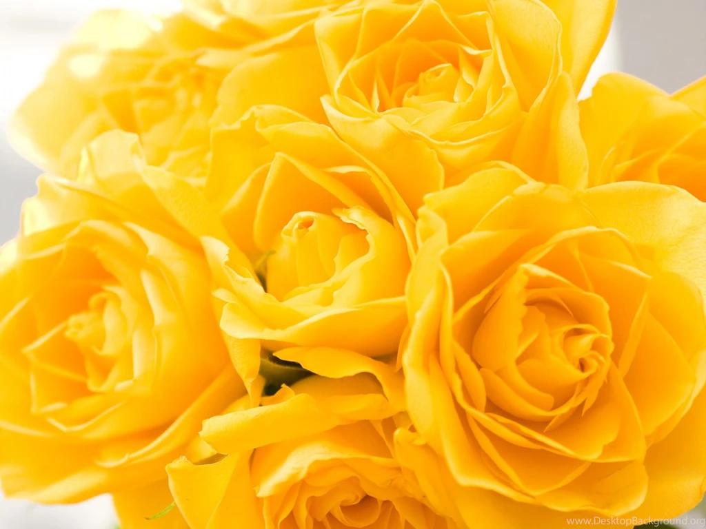 Yellow Roses Backgrounds 3657198 Yellow Roses