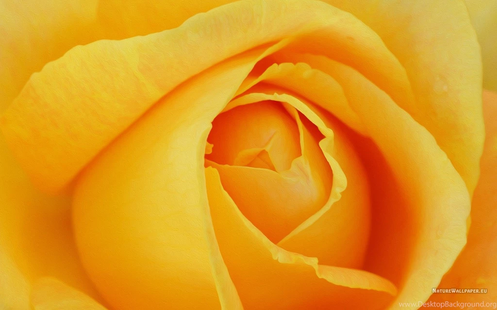 RePin Image: Yellow Rose Pe. On Pinterest