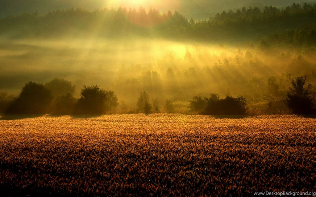 Wheat Trees Dim Czech Republic Wallpapers