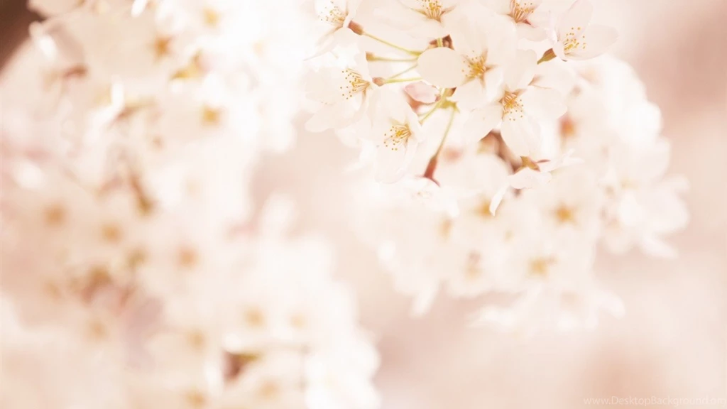 Soft Focus Photography Romantic Flowers Dim 02 1366x768 ...