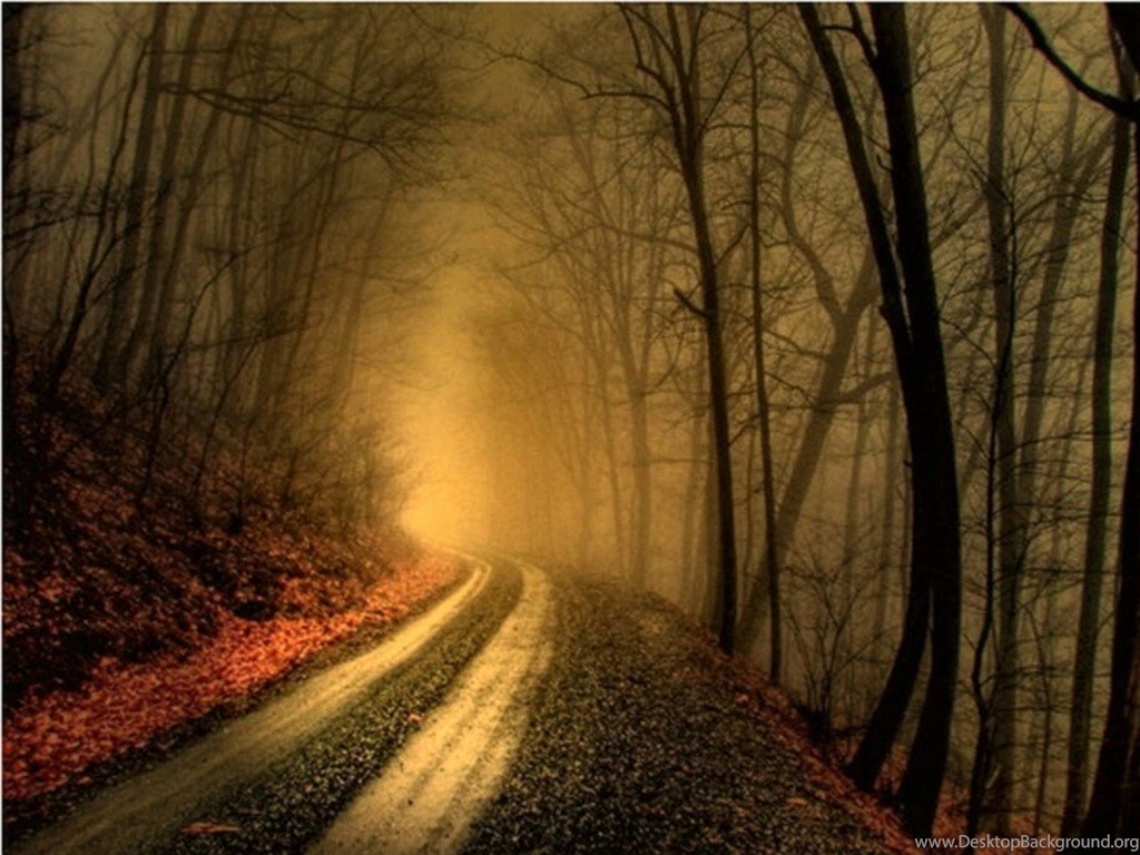 Forests: Dim Woods Autumn Forest Trees HD Wallpapers For High ...