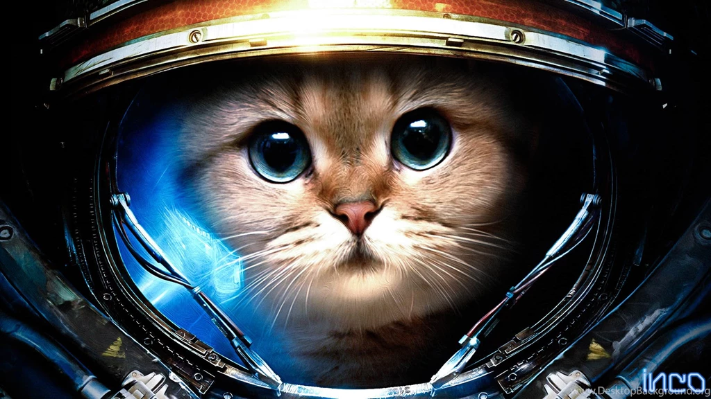 The Best Wallpapers