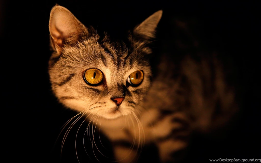 Cats Lurking Dark Cat Darkness Dim Light Eyes Wallpapers Pictures ...