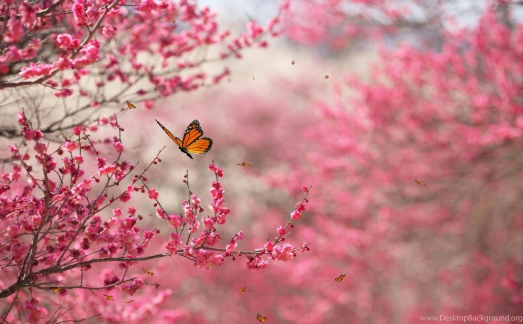 Beautiful Pictures Of Nature