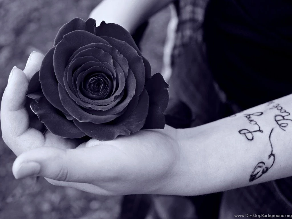Black Rose Wallpapers HD Pictures