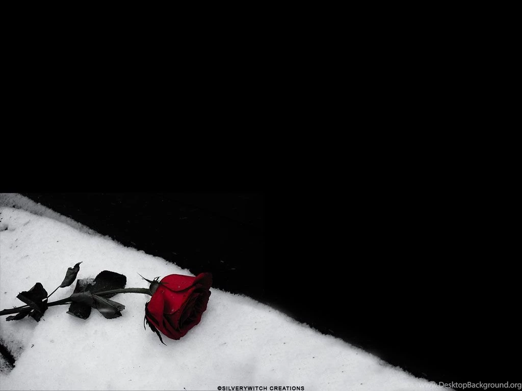 Black Roses Backgrounds Wallpapers Cave