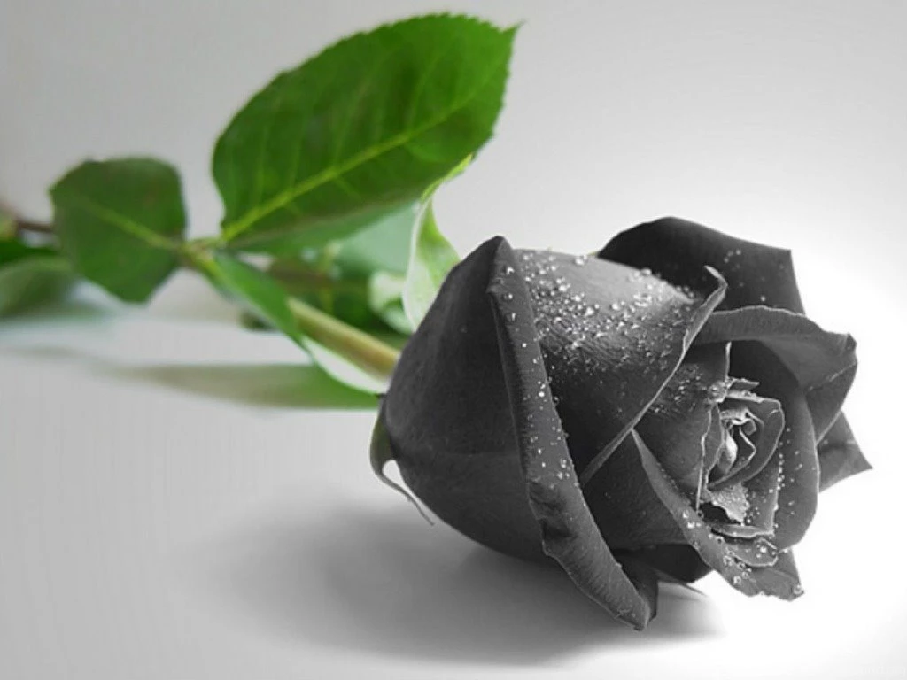 Black Rose Wallpapers HD Pictures