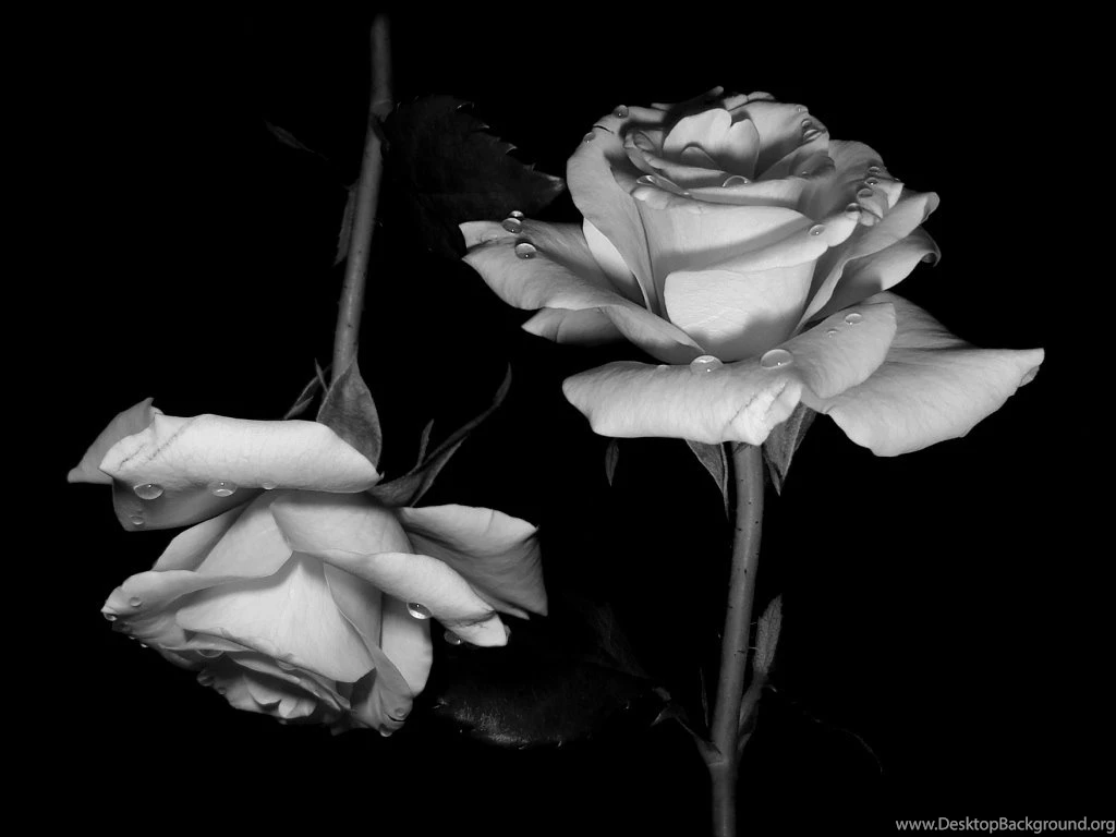 Black Rose Backgrounds Wallpapers Zone