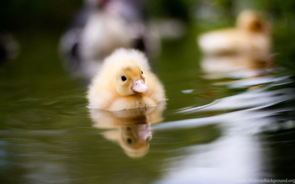 Swimming, Duckling, Wallpaper, Pictures, For, Desktop, Backgrounds ...