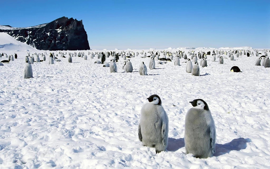 Penguins Happy Feet Emperor Antarctica Wallpapers