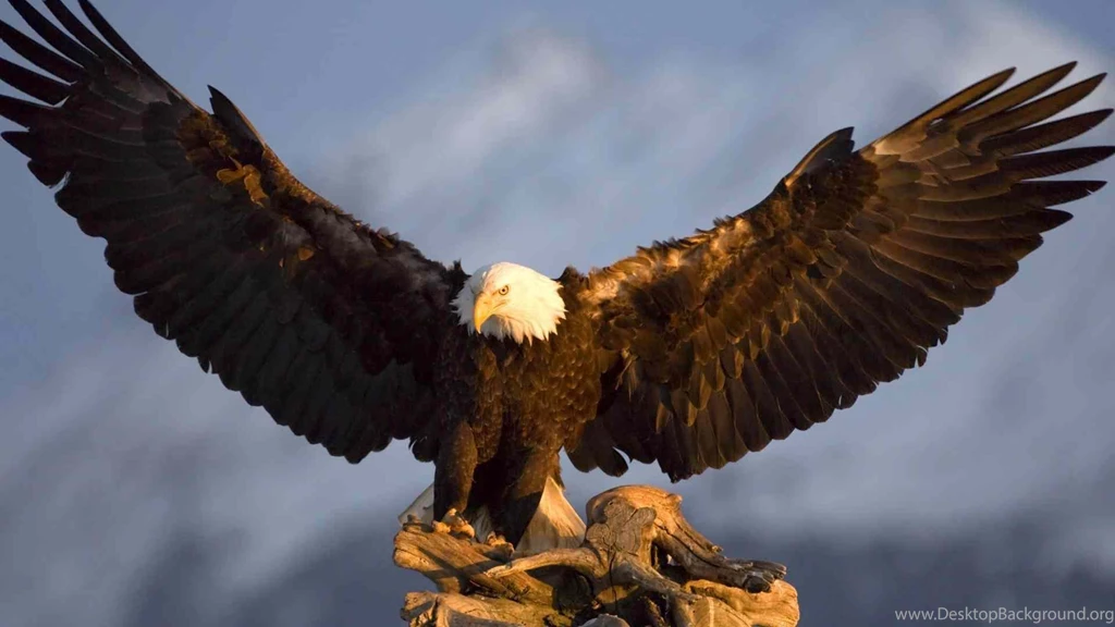 Bald Eagle Backgrounds