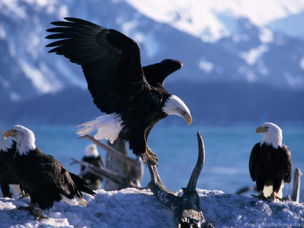 Bald eagle