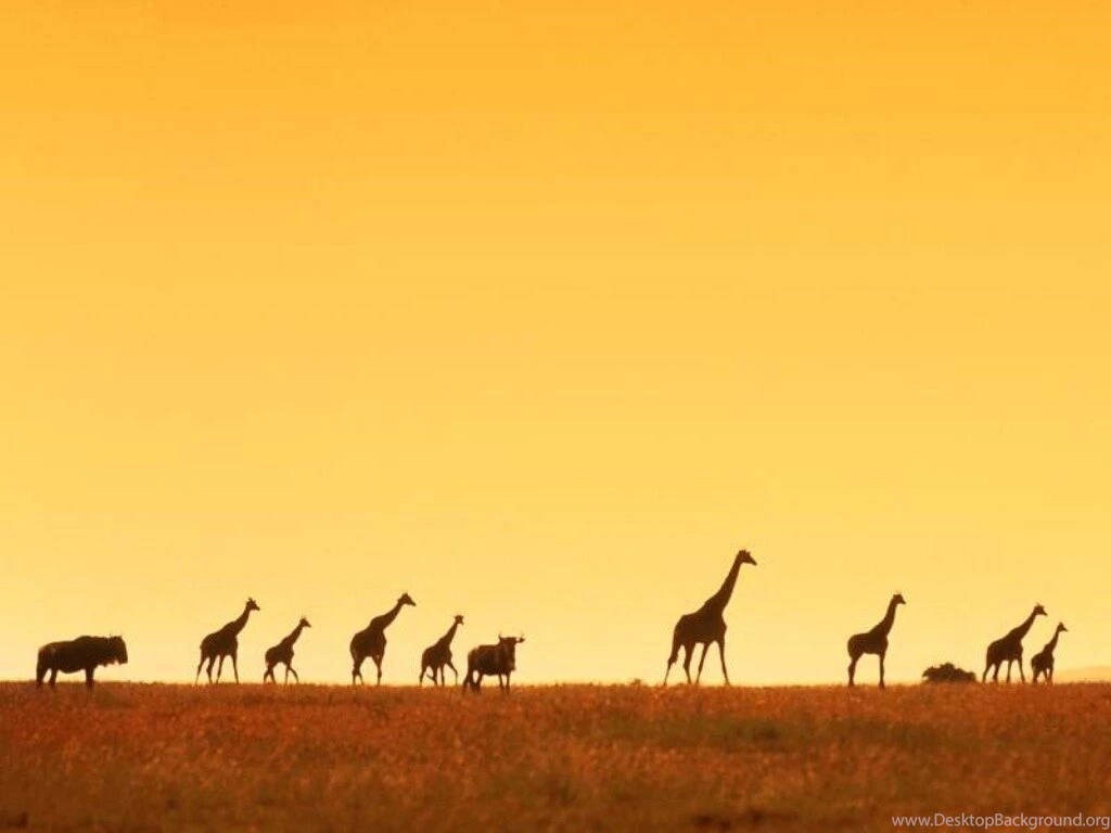 Giraffe Wallpapers