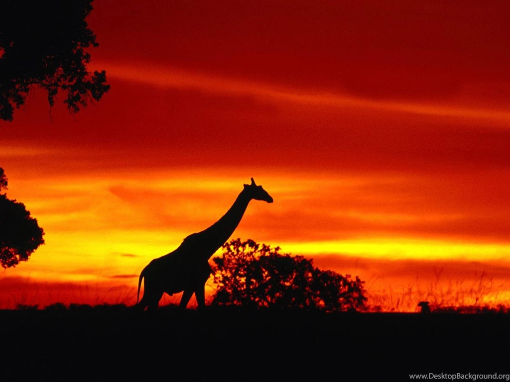 Giraffe Desktop Backgrounds Wallpapers Cave