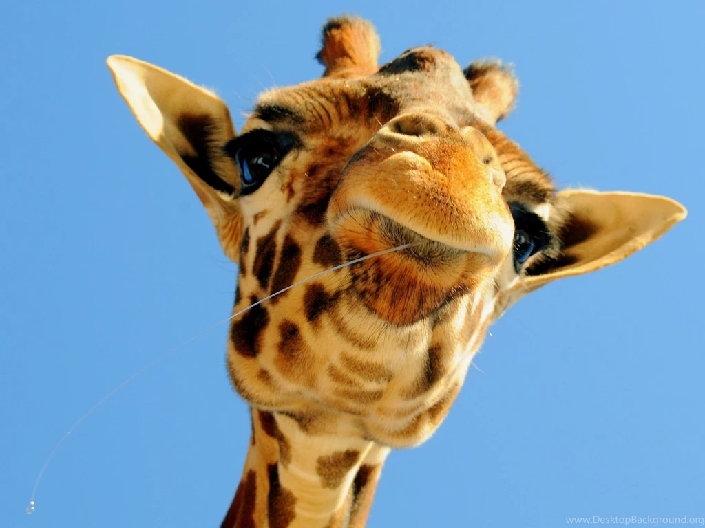 Giraffe Desktop Backgrounds Wallpapers Cave