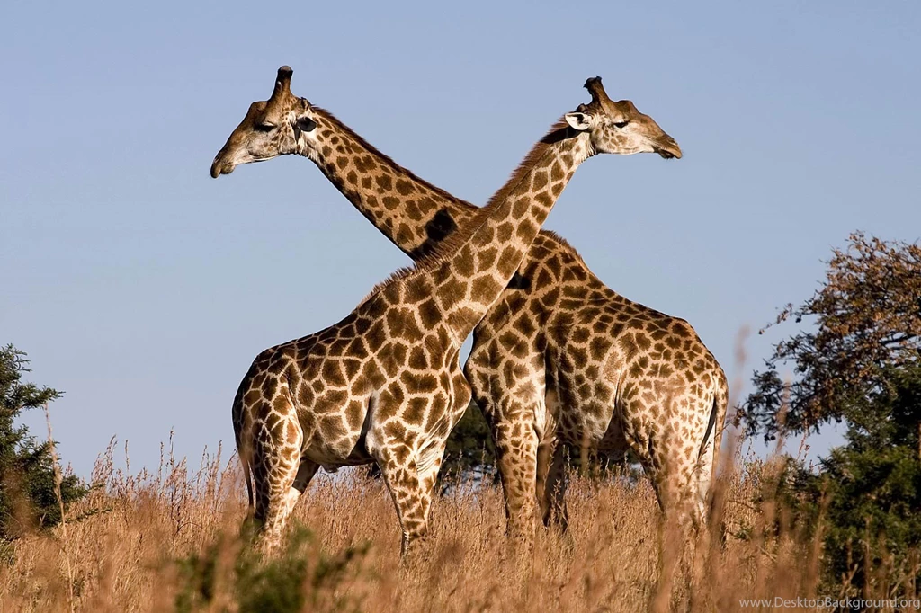 Giraffe Wallpapers Free – Wallpapers