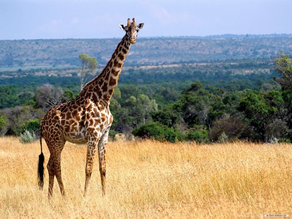 Download Giraffe Wallpapers
