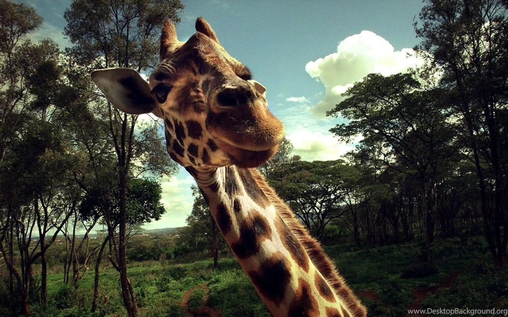 Desktop Wallpapers Of The Giraffe On The African Plain 5 - Animal ...