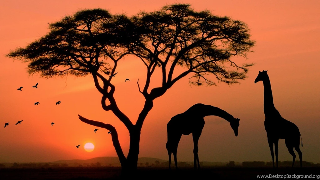 Giraffe In Africa 1920x1080 (1080p) Wallpapers HD Wallpapers