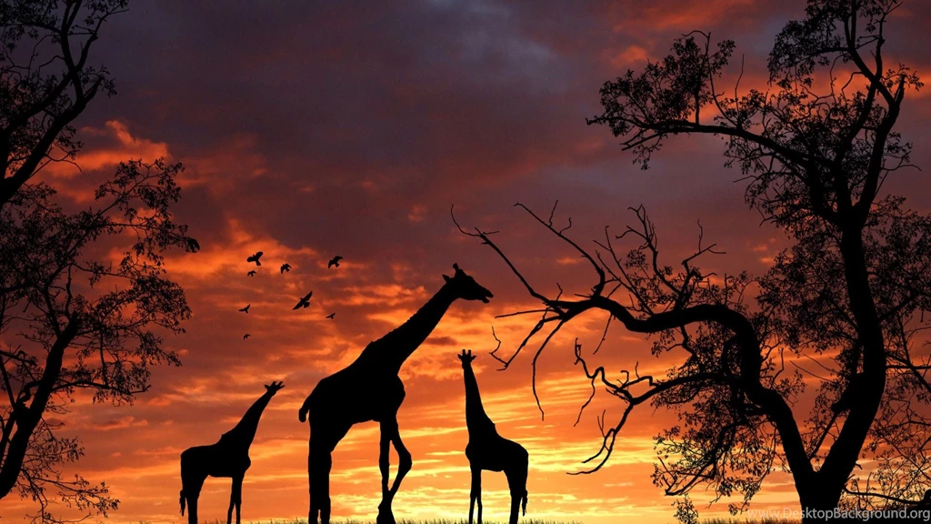 Giraffe Wallpaper 002 001 HDWallpaperSets.Com