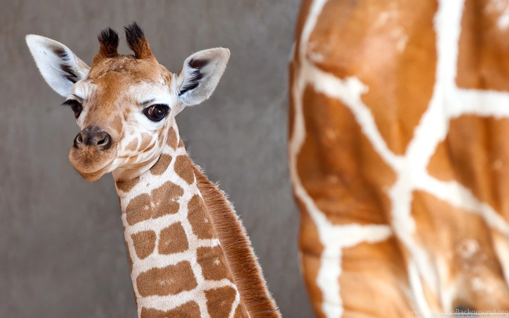 Baby Giraffe High Quality Resolution Wallpapers : Animal Wallpapers ...