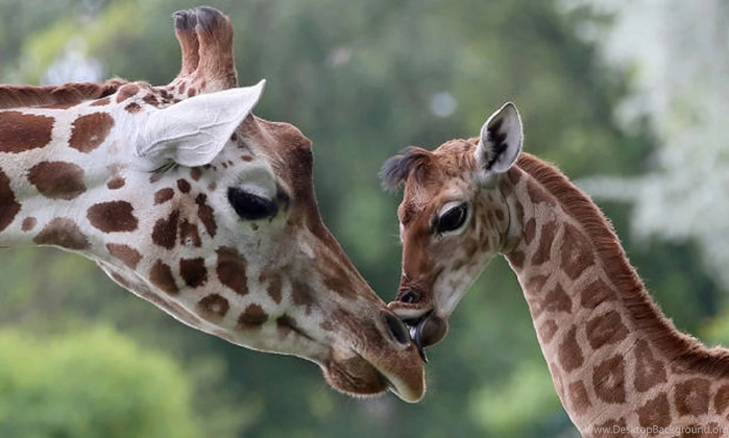 Mother Baby Giraffes Animals Giraffe Giraffes Desktop Backgrounds ...