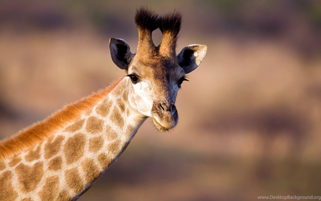 Young Giraffe Desktop Backgrounds HD 1920x1200
