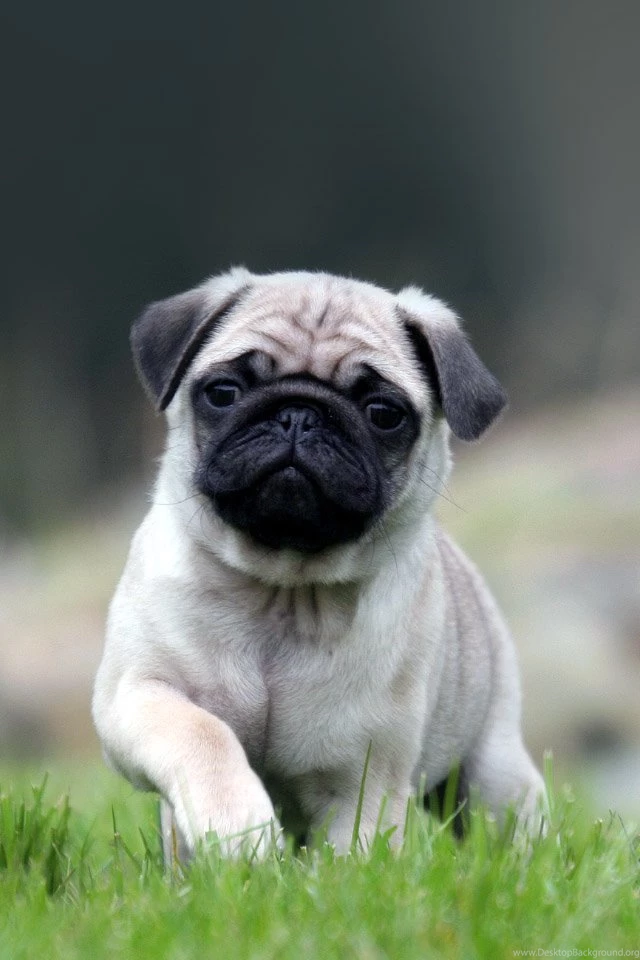Cute Pug Running On Grass iPhone 4s Wallpapers Download