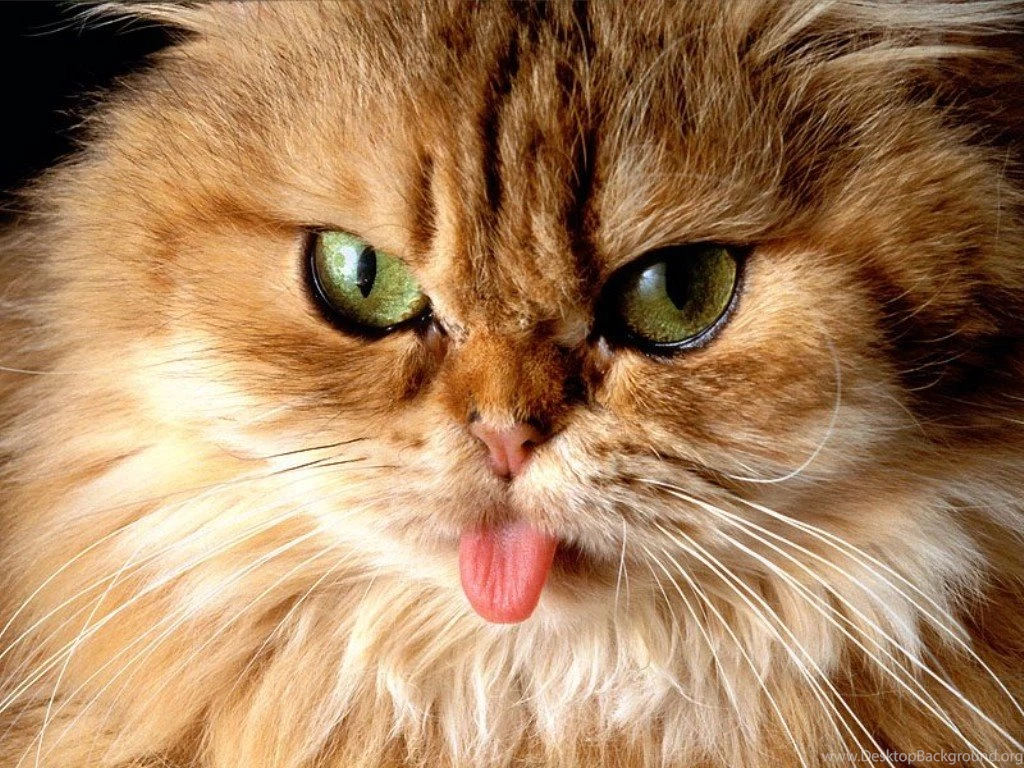 Cat desktop wallpaper HD.jpg