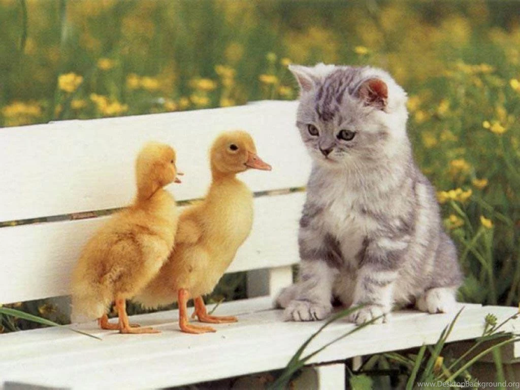 Wallpapers Cats Collection (40+)