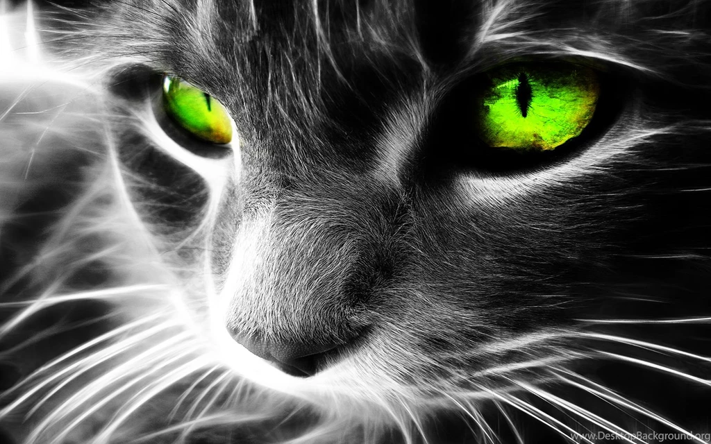 Cat_desktop_PC_wallpaper_HD