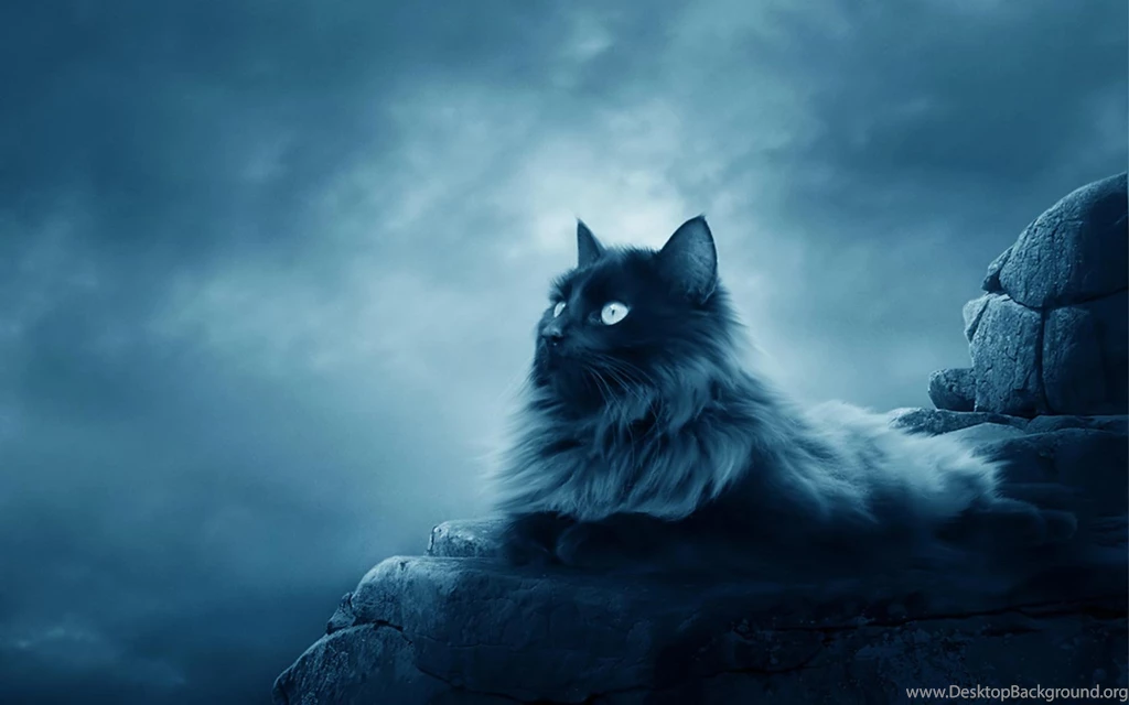 Cat Computer Background Images