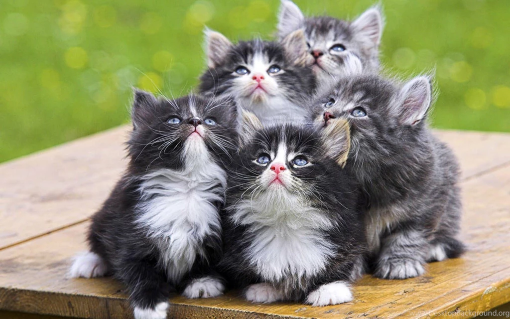 New Cat Desktop Wallpapers