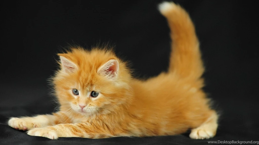 Desktop Wallpapers Download HD Cat 49508 Kitty Animal