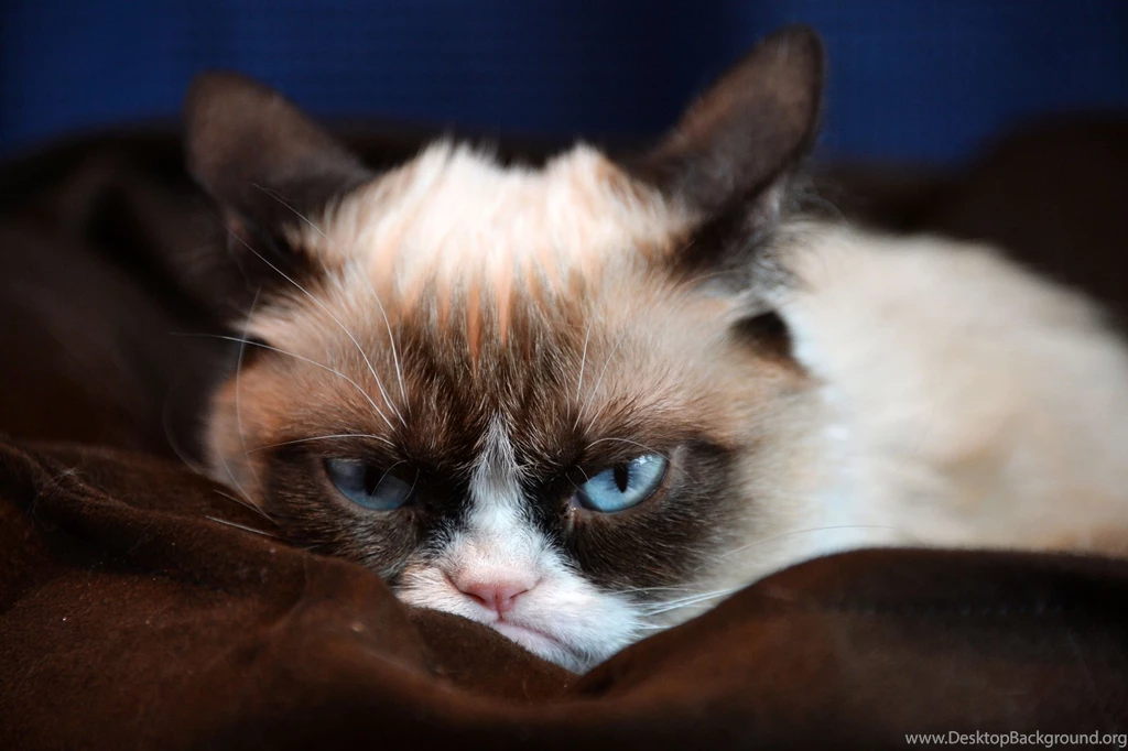 Grumpy Cat HD Desktop Wallpapers