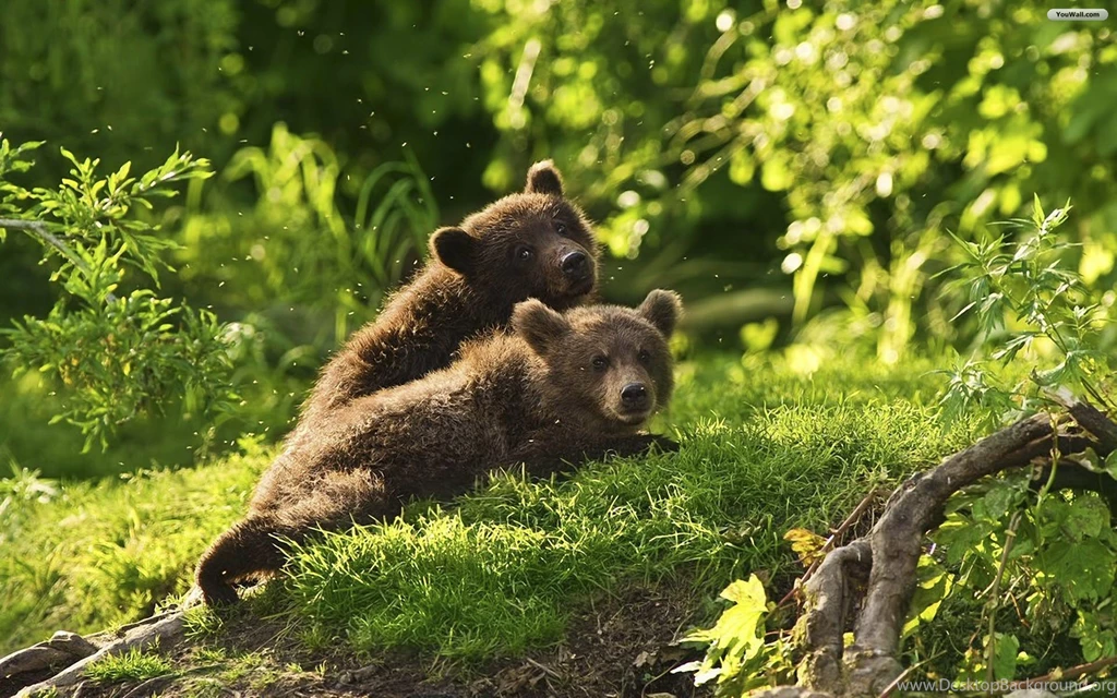 YouWall Baby Bears Wallpapers Wallpaper,wallpapers,free ...