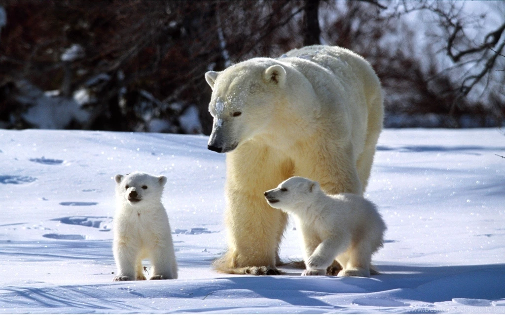 Baby Bears Wallpapers