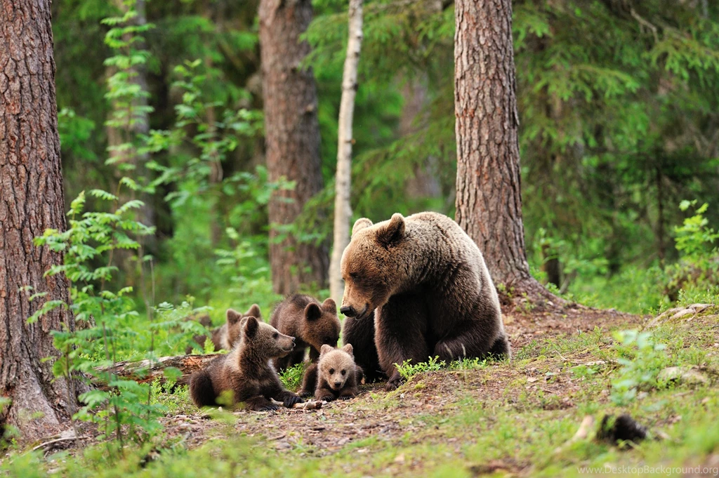 Bear Bears Forest Trees Baby Cub Cubs Mother Family Cute Love ...
