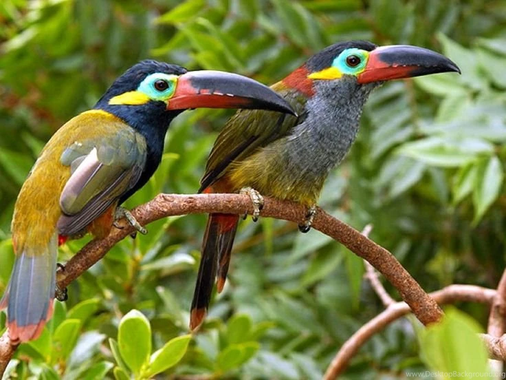 Toucans