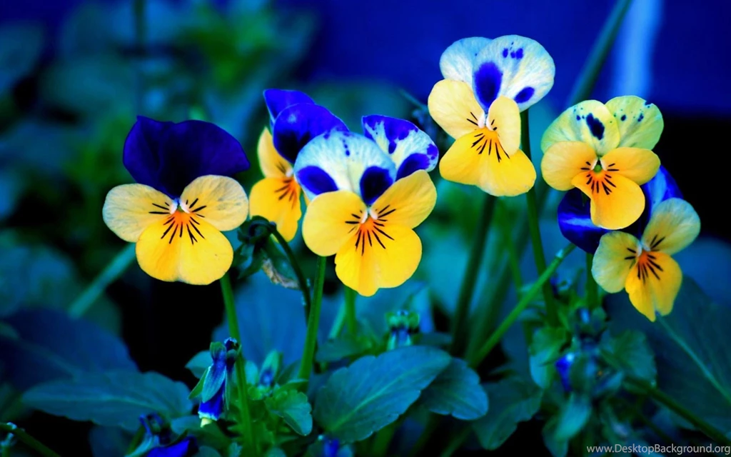 Beautiful Desktop Wallpapers Collection (38+)