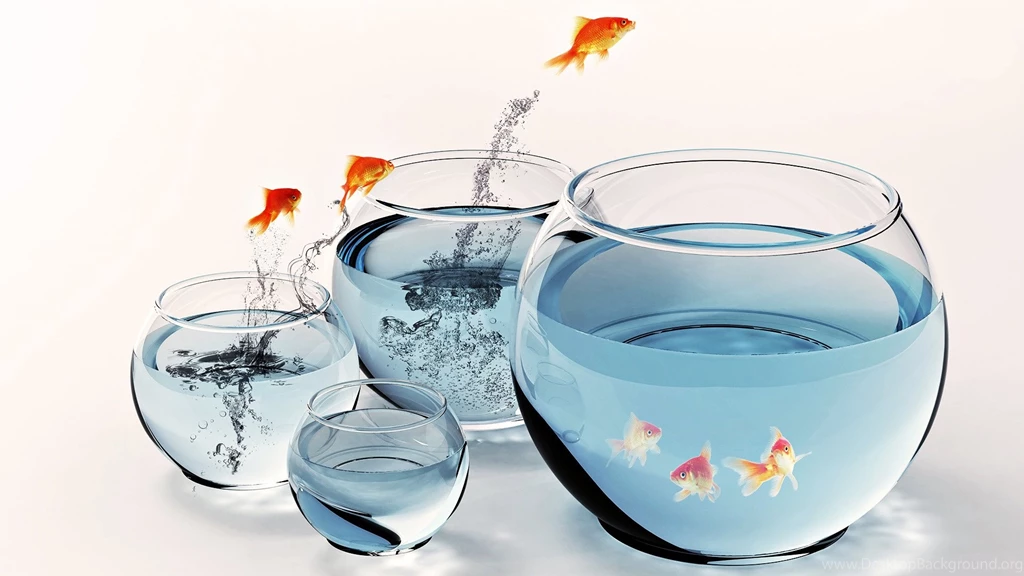 Fish Archives WALLPAPERS HD