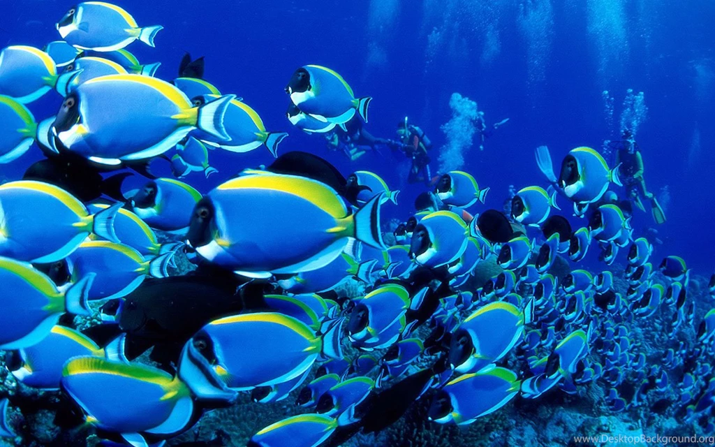Animal Wallpapers Tropical Fish Win7 Wallpapers 6 Tropical Fish ...